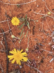 Podolepis aristata affinis