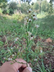 Symphyotrichum subulatum squamatum