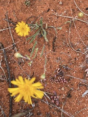 Podolepis aristata affinis