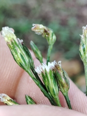 Symphyotrichum subulatum squamatum