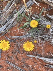 Podolepis aristata affinis