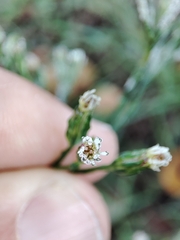 Symphyotrichum subulatum squamatum