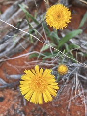 Podolepis aristata affinis