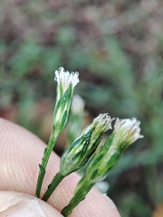 Symphyotrichum subulatum squamatum