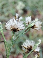 Symphyotrichum subulatum squamatum