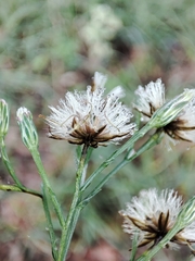 Symphyotrichum subulatum squamatum