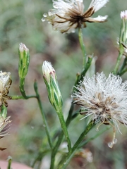 Symphyotrichum subulatum squamatum