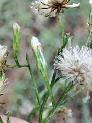 Symphyotrichum subulatum squamatum