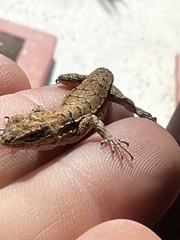 Urosaurus nigricauda