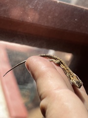 Urosaurus nigricauda