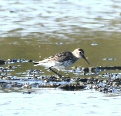 Calidris alpina