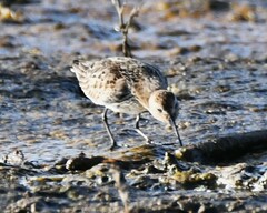 Calidris alpina