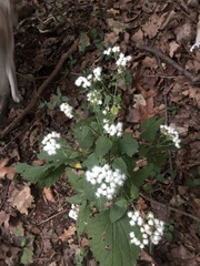 Ageratina altissima