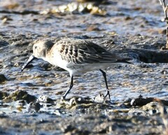 Calidris alpina