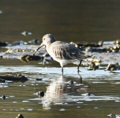 Calidris alpina