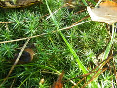Polytrichum