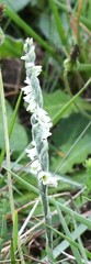 Spiranthes spiralis