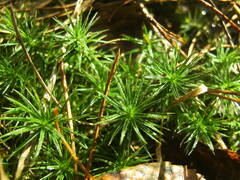 Polytrichum