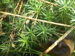 Polytrichum