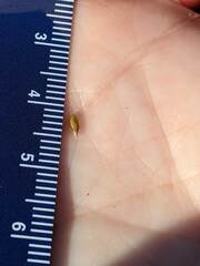 Amphicarpum amphicarpon