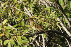 Andropadus importunus