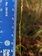 Amphicarpum amphicarpon