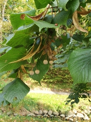 Tilia platyphyllos