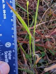 Amphicarpum amphicarpon