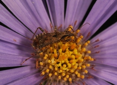 Himacerus mirmicoides