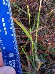 Amphicarpum amphicarpon