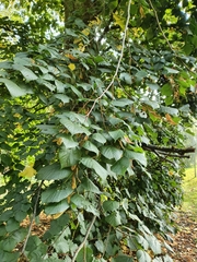 Tilia platyphyllos