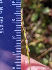 Amphicarpum amphicarpon