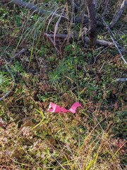 Amphicarpum amphicarpon