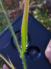 Amphicarpum amphicarpon