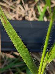 Amphicarpum amphicarpon