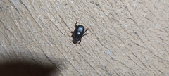 Onthophagus