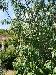 Prunus amygdalus
