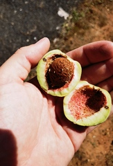 Prunus amygdalus
