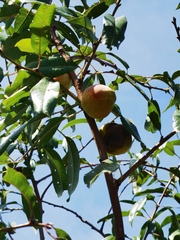 Prunus amygdalus