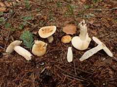 Russula fellea