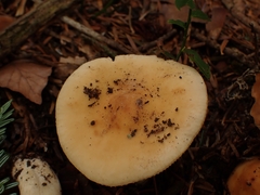 Russula fellea