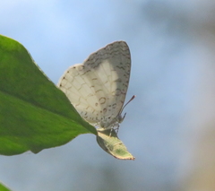 Spalgis lemolea lemolea