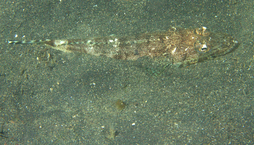 Patricias platkopvis (Rogadius patriciae) — Platycephalidae — 5