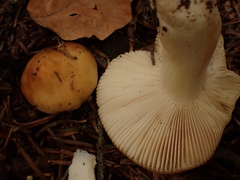 Russula fellea