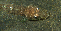 Rogadius patriciae