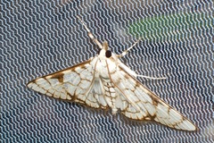 Aphytoceros lucusalis