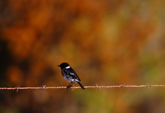 Saxicola torquatus