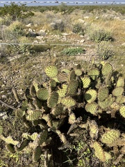 Opuntia strigil