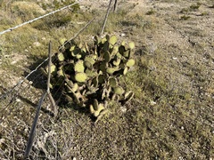 Opuntia strigil