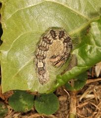 Acronicta megacephala